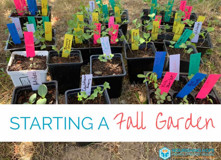 Starting a Fall Garden