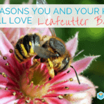 You and Your Kids Will Love Leafcutter and Mason Bees