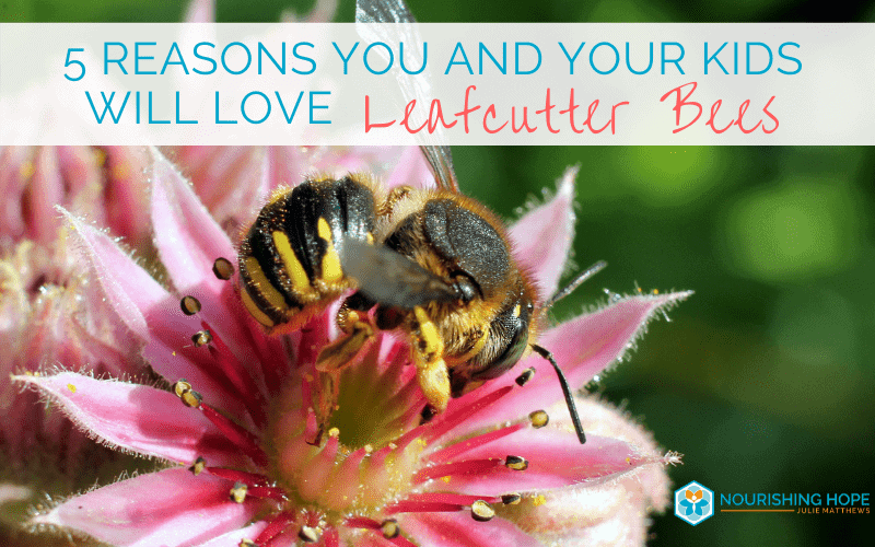 You and Your Kids Will Love Leafcutter and Mason Bees